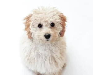 สุนัขที่เหมาะกับการเลี้ยงในคอนโด