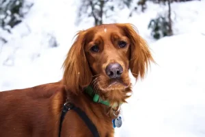 Irish setter