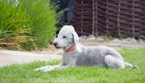Bedlington Terrier