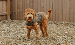 Goldendoodle