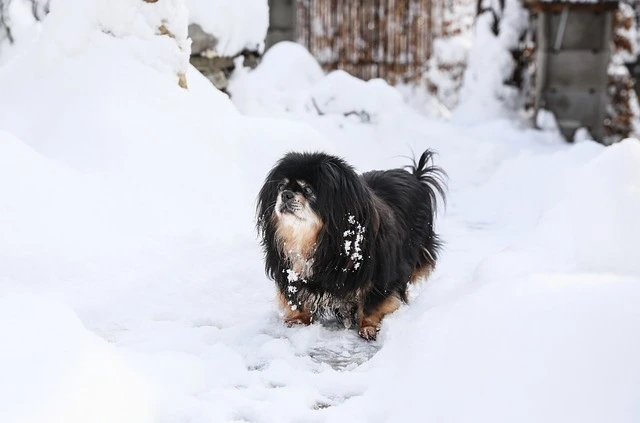 Tibetan Spaniel