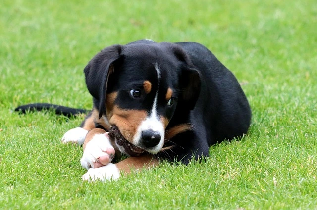Greater Swiss Mountain Dog