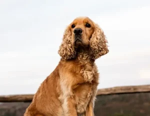 สุนัขขี้อ้อน