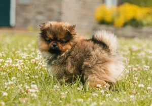 สุนัขทีคัพ