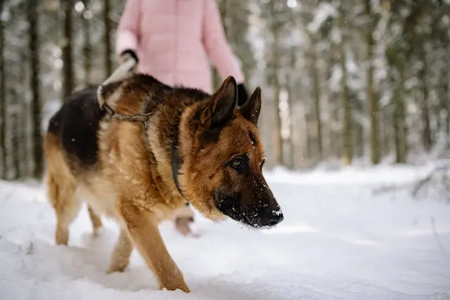 german shepherd