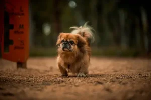 สุนัขพันธุ์ปักกิ่ง