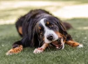 สุนัขกินกระดูกได้ไหม