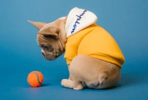 สุนัขกินขี้