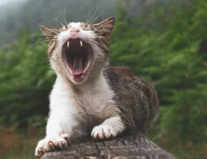 แมวปากเหม็น