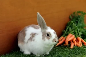 rabbit eating