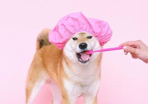 แปรงสีฟันสุนัข แบบไหนดี