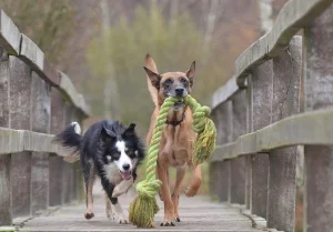 ของเล่นสุนัขใหญ่ แบบไหนดี