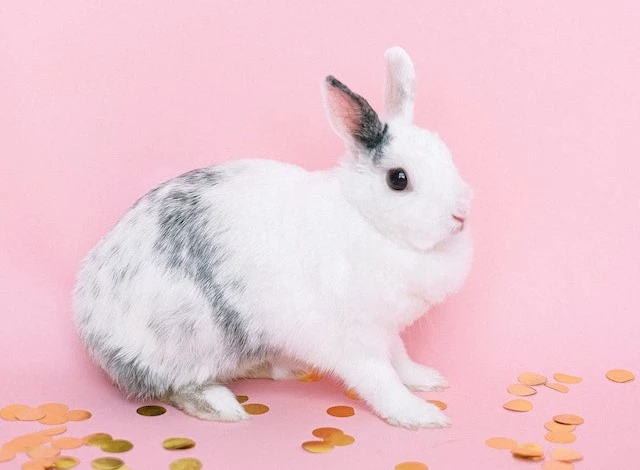 ตั้งชื่อกระต่ายเสริมดวง