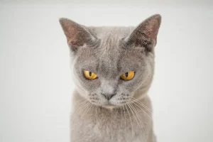 ตั้งชื่อแมวให้คล้องจองกัน