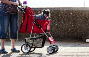 รถเข็นสุนัข แบบไหนดี
