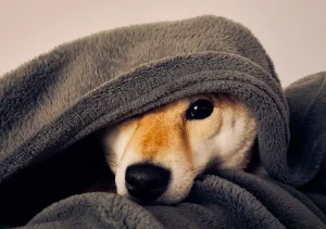 ผ้าเช็ดตัวสุนัข แบบไหนดี