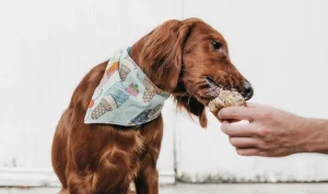 อาหารสุนัขบำรุงขนและผิวหนัง ยี่ห้อไหนดี