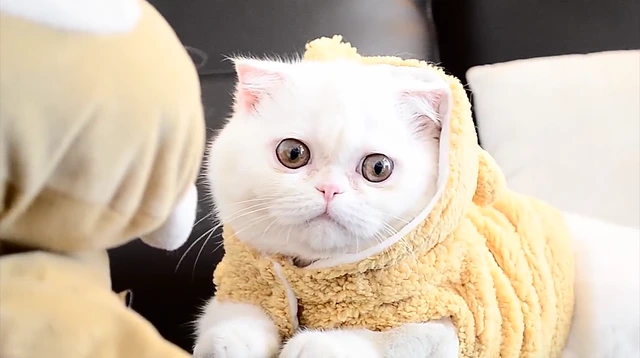 เสื้อกันหนาวแมว แบบไหนดี