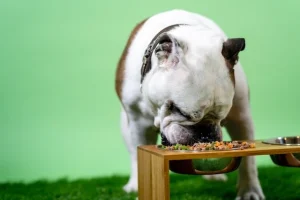 อาหารสุนัขโตเต็มวัย ยี่ห้อไหนดี