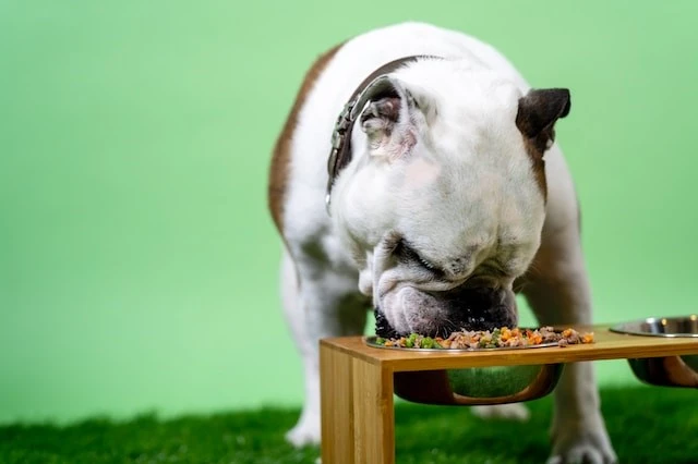 อาหารสุนัขโตเต็มวัย ยี่ห้อไหนดี