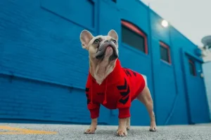 อาหารสุนัข smartheart สูตรไหนดี