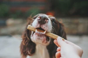 ขนมสุนัข ยี่ห้อไหนดี