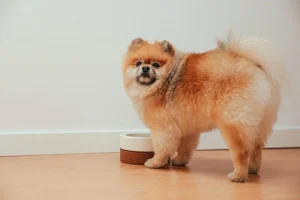 อาหารสุนัขเลี้ยงในบ้าน ยี่ห้อไหนดี